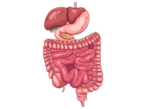 digestive organs